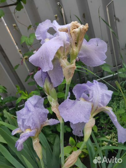 Мальва, сирень, желтый береклет ползучий