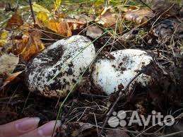 Продам грибы. Сухой груздь