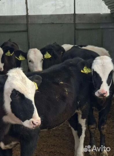 Телочки и бычки