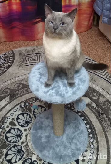 Кот для вязки