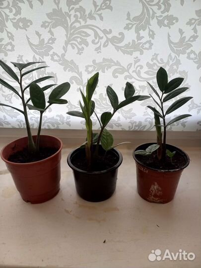 Замиокулькас