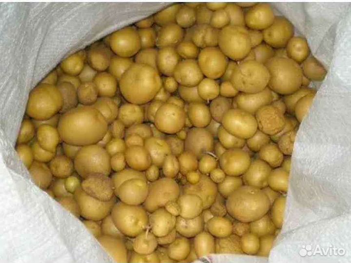 Мелкий картофель на корм скоту