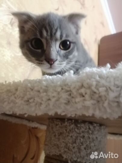 Кошечка в добрые руки