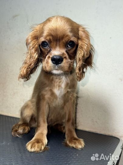 Спаниель Кавалер кинг чарльз спаниель