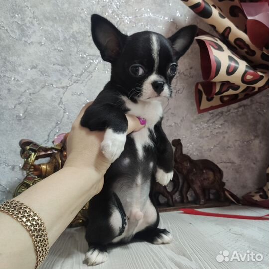 Щенки чихуахуа