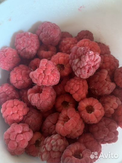 Малина саженцы желтая/красная