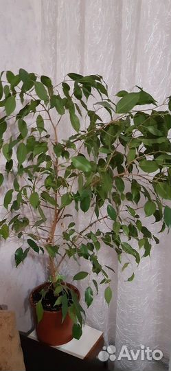 Фикус Бенжамина, укорененный черенок