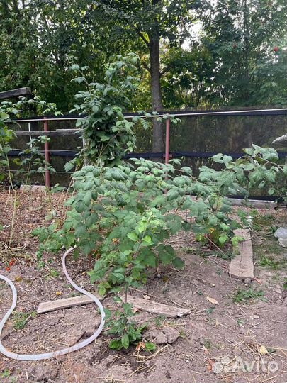 Саженцы малины