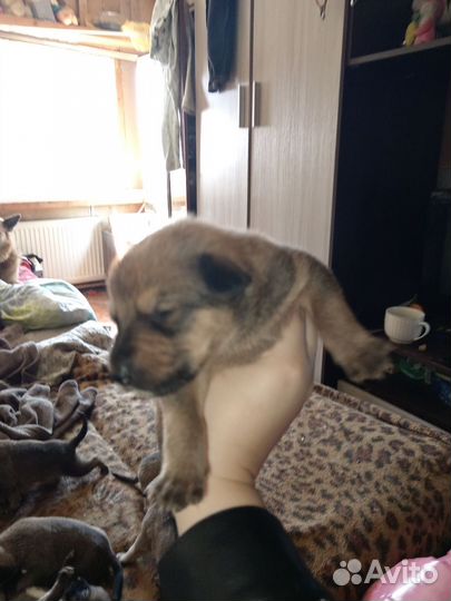 Щенки в добрые и заботливые руки