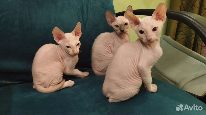 Котята сфинкс