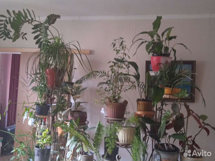 Комнатные растения