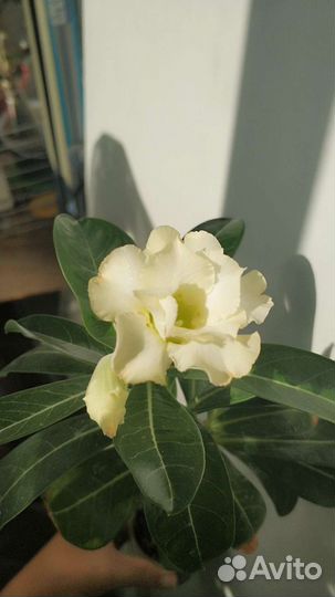 Адениум сеянец цветет сейчас