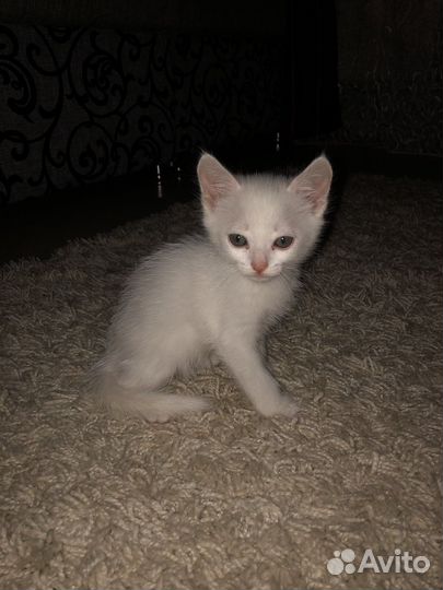 Котенок белый не альбинос
