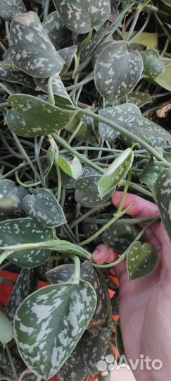 Куст сциндапсуса