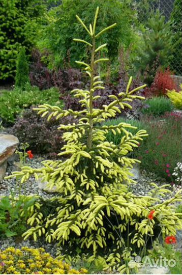 Ель восточная Ауреспеката