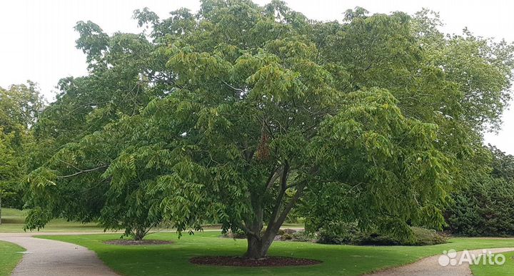 Саженцы Ореха маньчжурского
