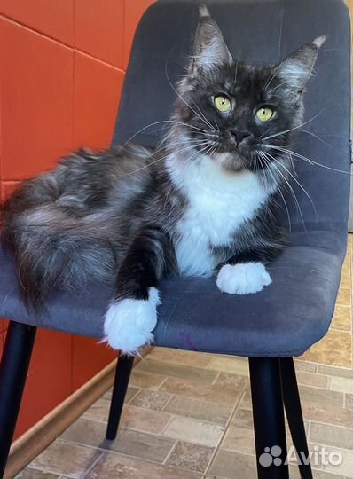 Мейн-кун кошка черный дым с белым
