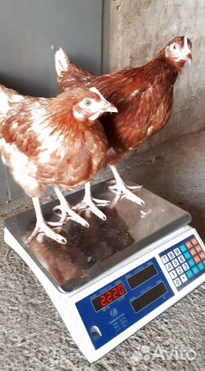 Куры молодые несушки