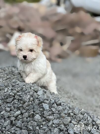 Цветной Йорк