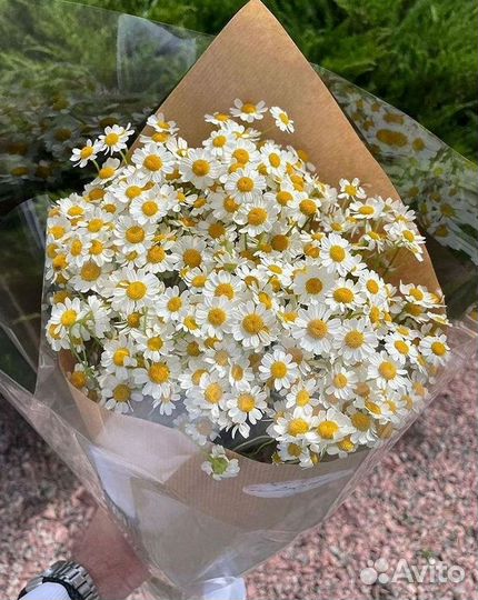 Ромашки Пионы Розы Доставка