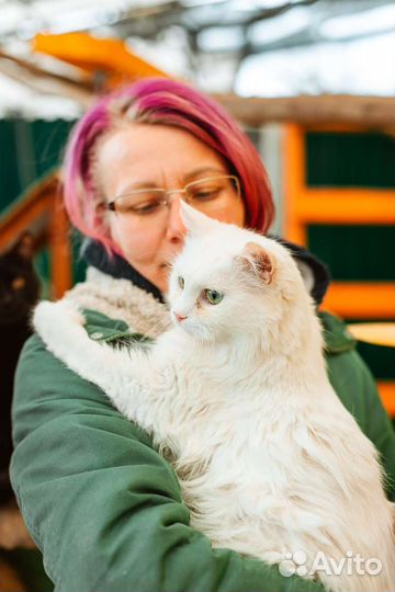 Кошка в дар
