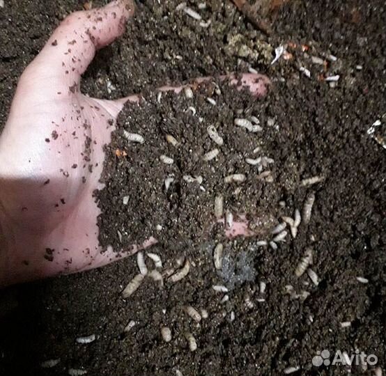Зоогумус от черной львинки (биогумус) для сада