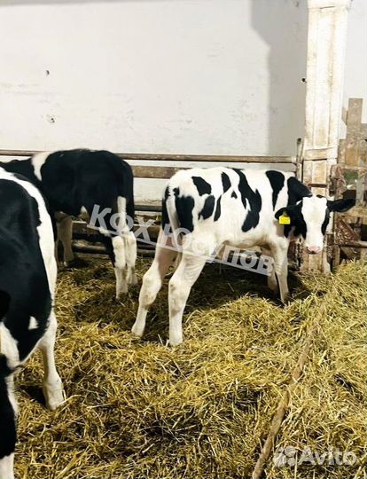 Телята бычки