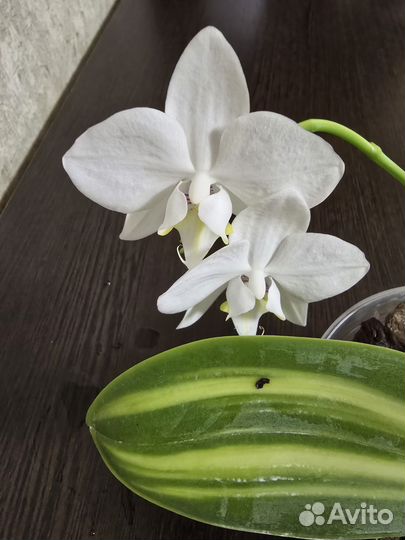 Орхидея фаленопсис