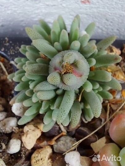 Суккуленты