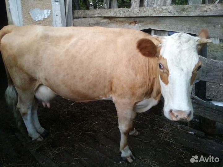 Корова стельная дойная