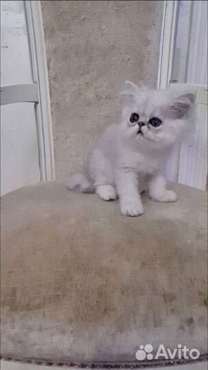 Персидская шиншилла