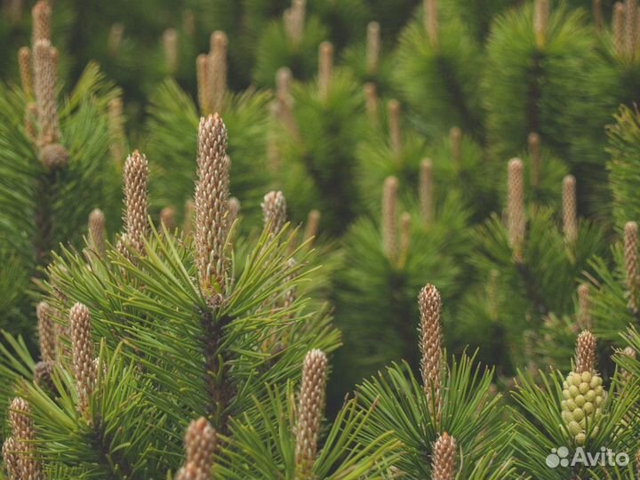 Сосна черная (Чехов )