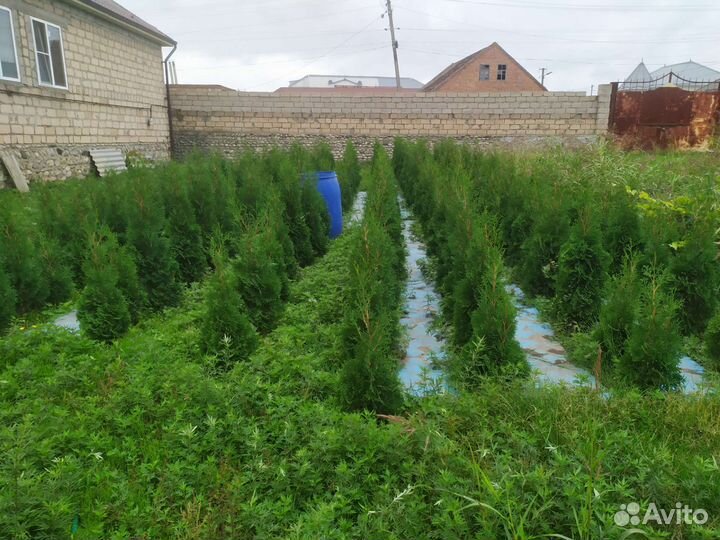 Туи смарагд есть колосовидные ещё