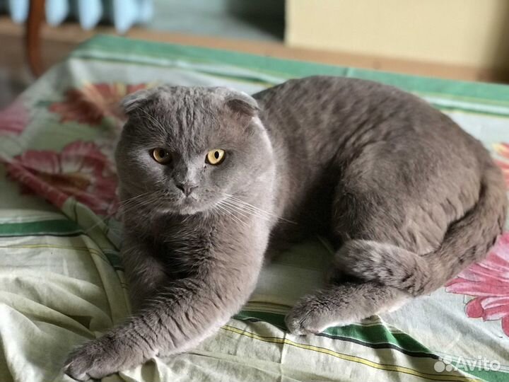 Вязка с котом Ричардом