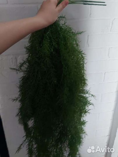 Аспарагус искусственный