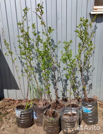 Саженцы разные