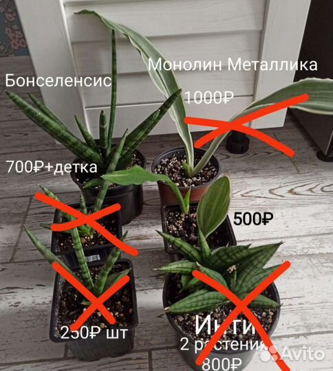 Сансевиерия Сортовая