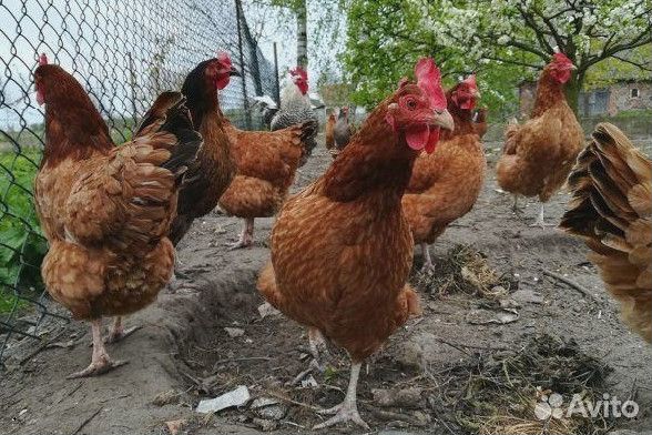 Куры несушки