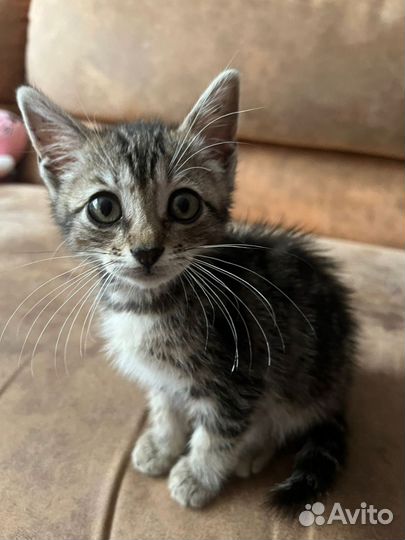 Отдам котенка