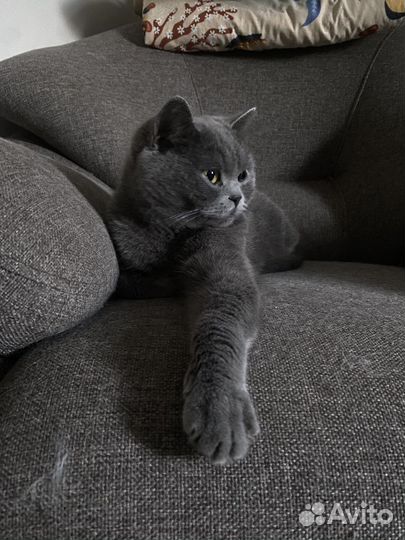 Шотландская кошка