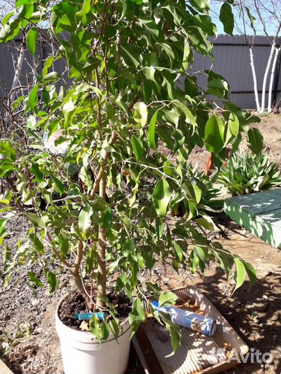 Береза дамашняя