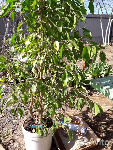 Береза дамашняя