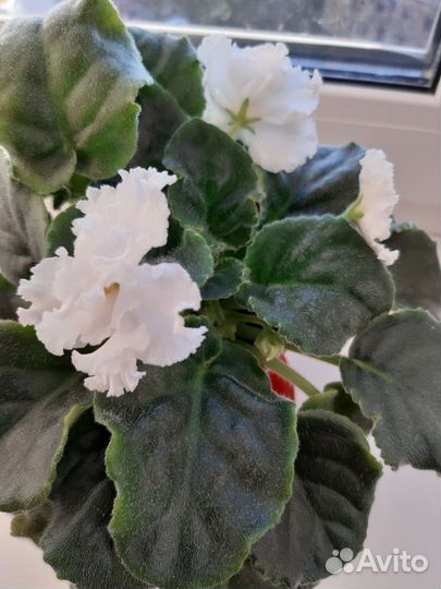 Сортовые фиалки