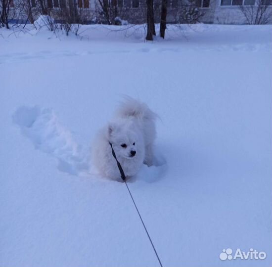 Немецкий шпиц