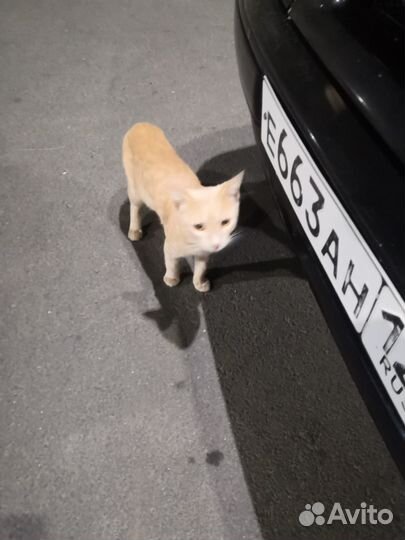 Рыжий котенок девочка