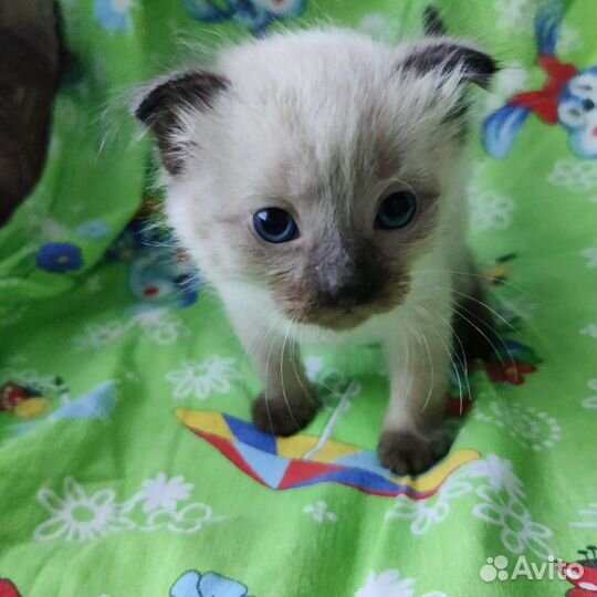 Пушистые комочки