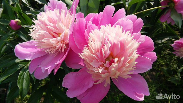 Многолетние цветы, саженцы пионов