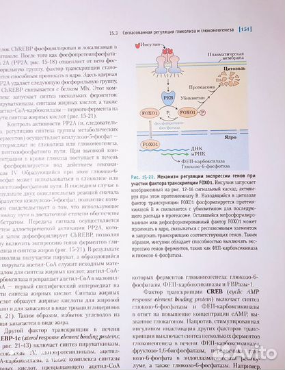 Основы Биохимии Ленинджера, 1-ый том