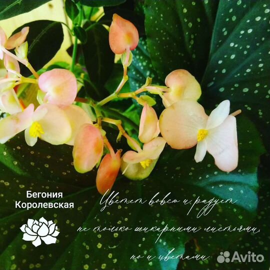 Бегония Королевская Рэкс