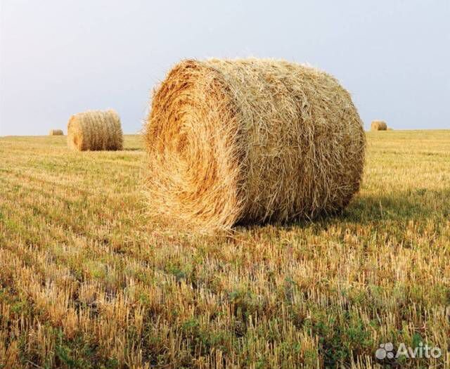 Овсяная солома